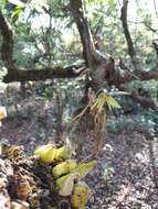 صورة Bulbophyllum fimbriatum (Lindl.) Rchb. fil.