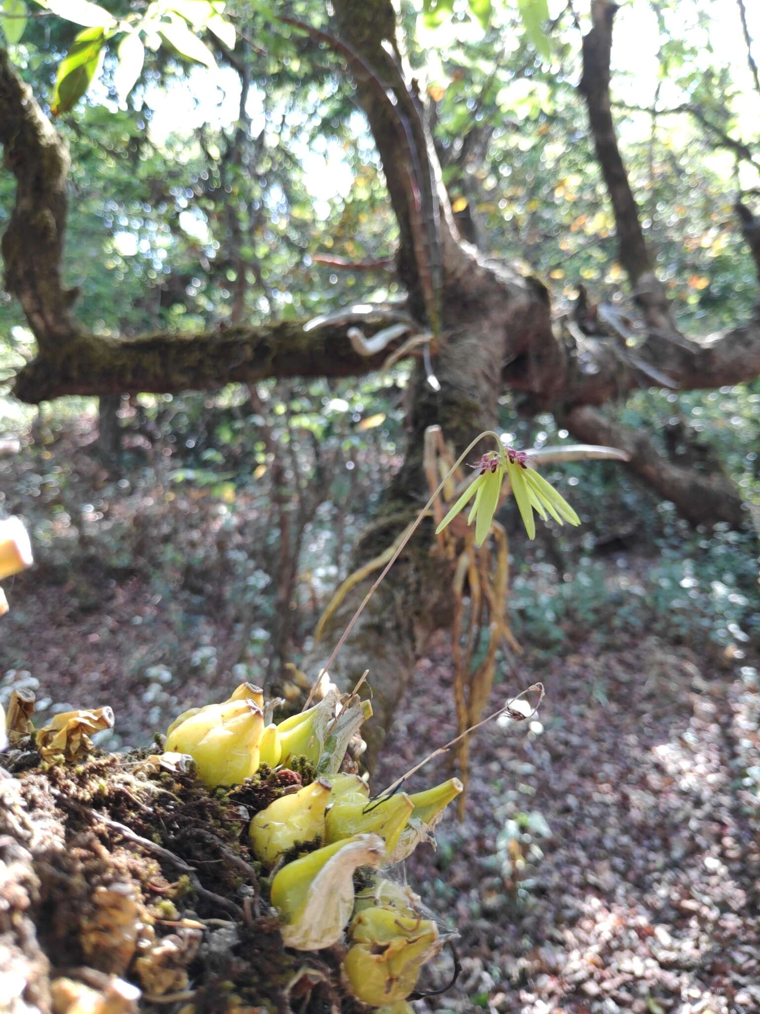 Image of Bulbophyllum fimbriatum (Lindl.) Rchb. fil.