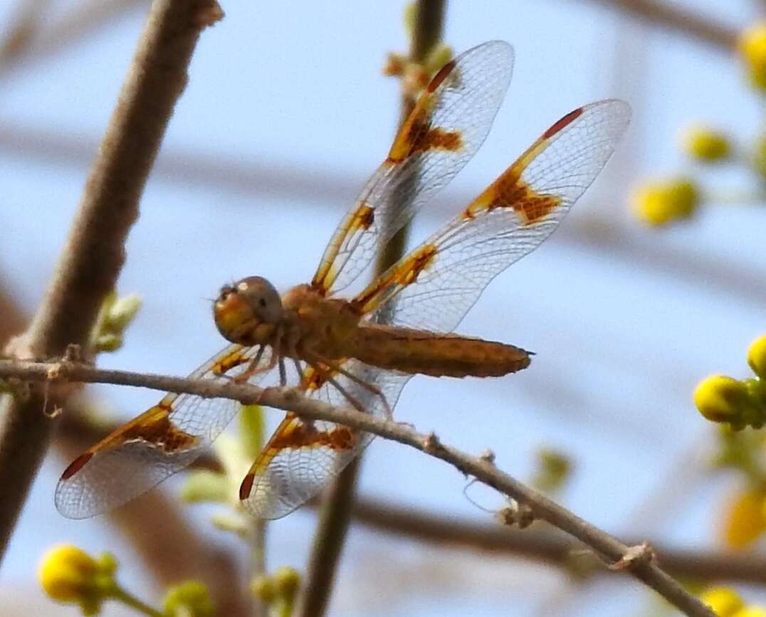 Image of Mexican Amberwing