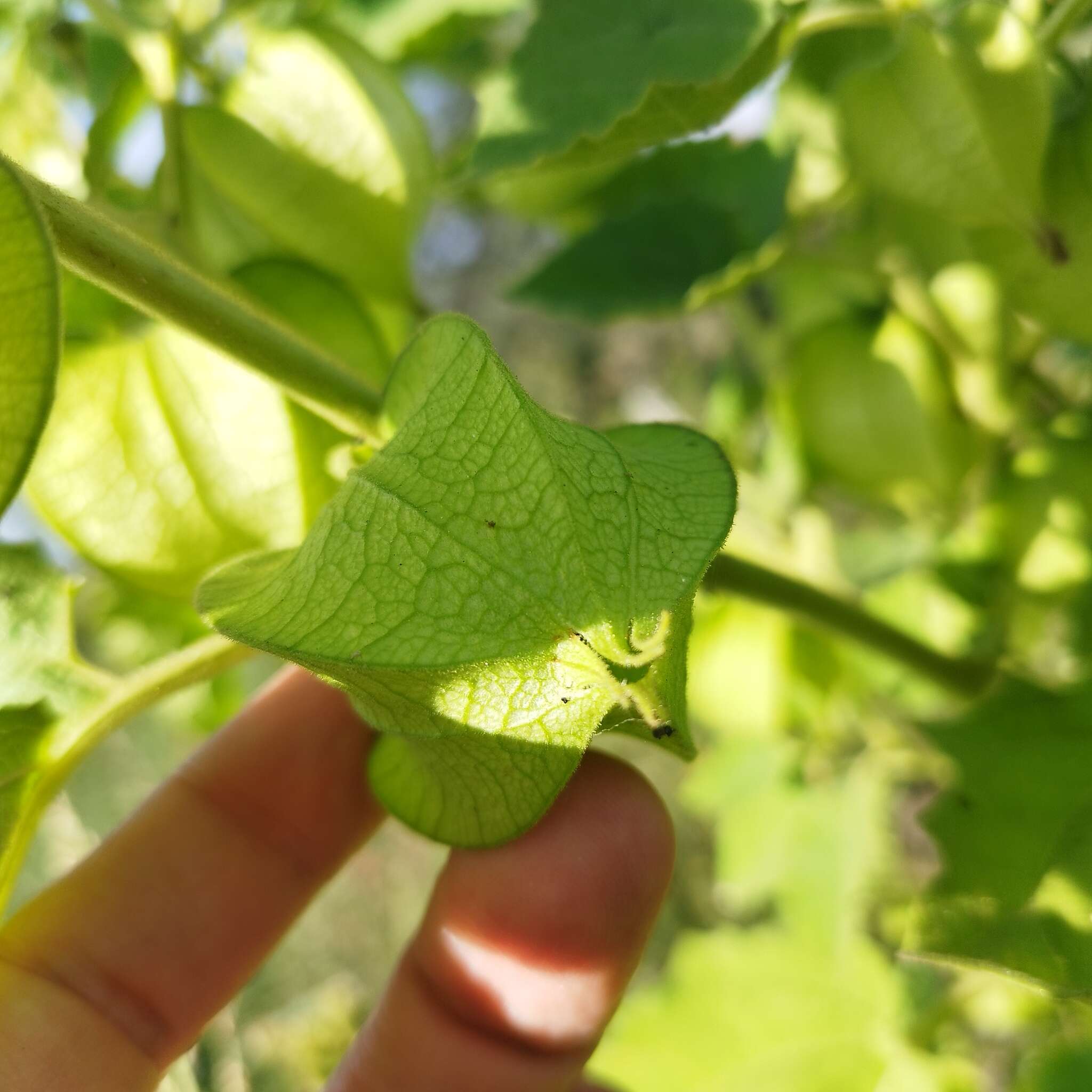 Plancia ëd Physalis nicandroides Schltdl.