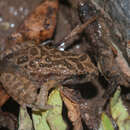 Image of Northern Flinders Ranges froglet