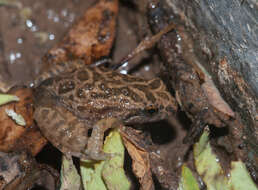 Image of Northern Flinders Ranges froglet