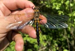 Image of eurasian baskettail