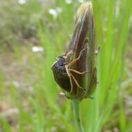 Image of Apateticus (Apateticus) marginiventris (Stål 1870)