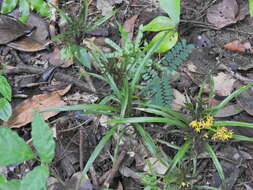 Image of Grass orchids