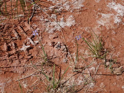 Image of Stiff Blue-Eyed-Grass