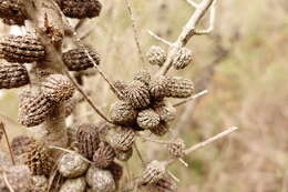 Image of Allocasuarina paradoxa (Macklin) L. A. S. Johnson