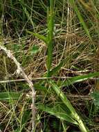 Image de Habenaria nyikana Rchb. fil.