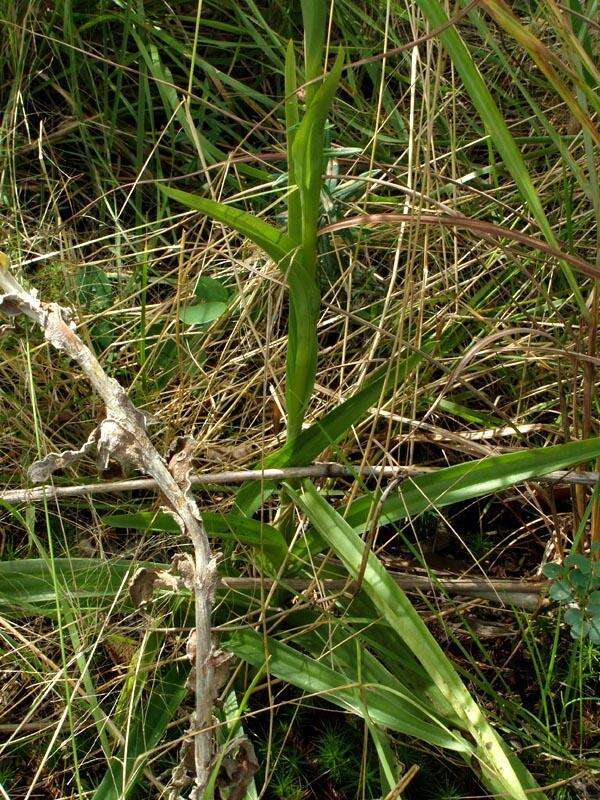 Habenaria nyikana Rchb. fil. resmi