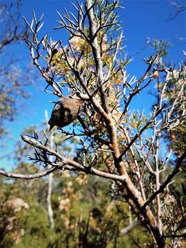 Image of Hakea lissocarpha R. Br.