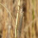 Слика од Ameromyia nigriventris (Walker 1860)