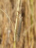 Слика од Ameromyia nigriventris (Walker 1860)