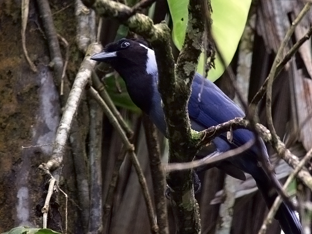 Image of Violaceous Jay