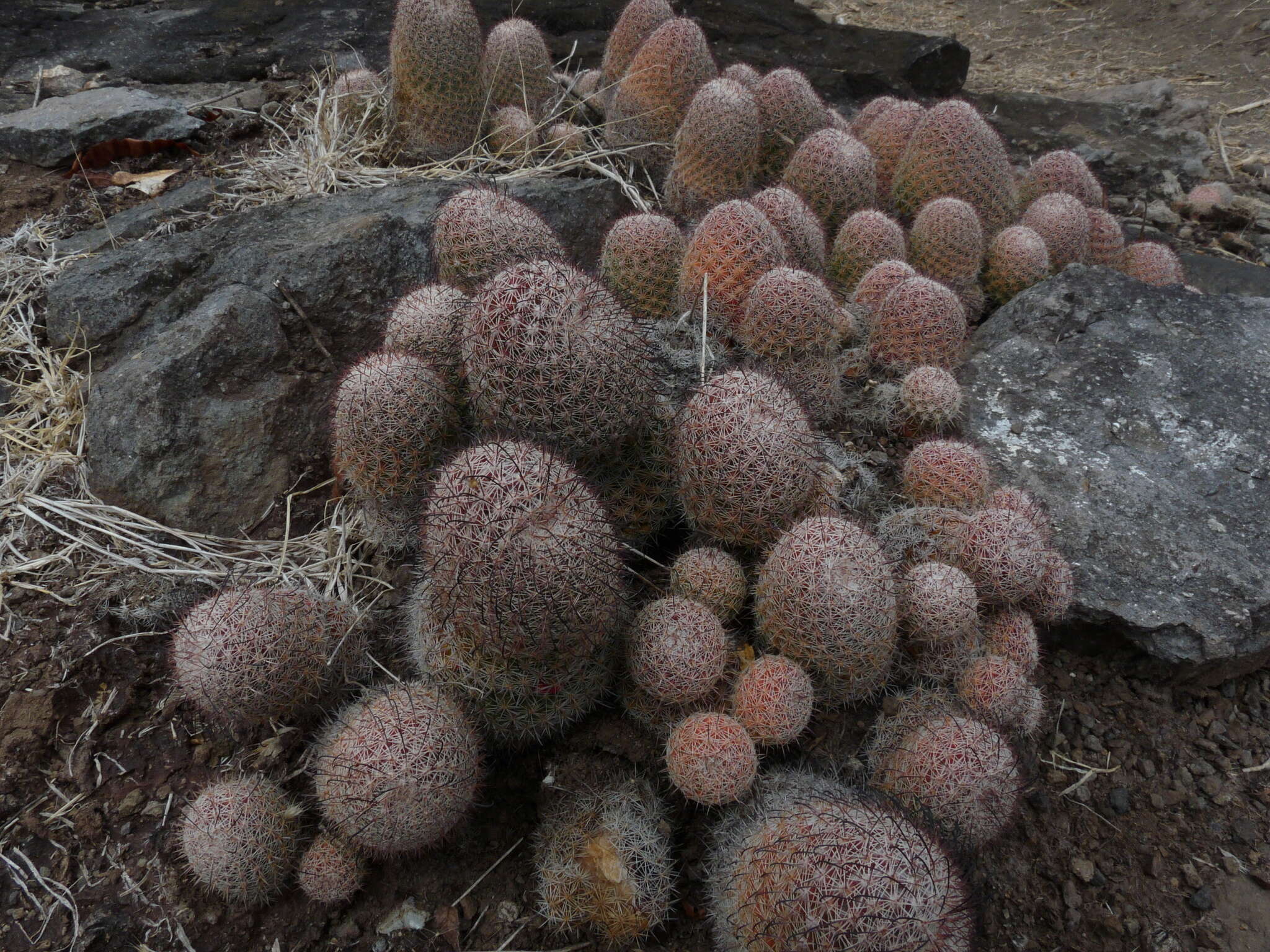 Image de Mammillaria beneckei Ehrenb.