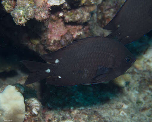 Image de Chromis verater Jordan & Metz 1912