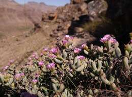 Plancia ëd <i>Oscularia guthrieae</i>