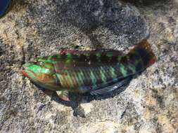 Image of Gunther's wrasse