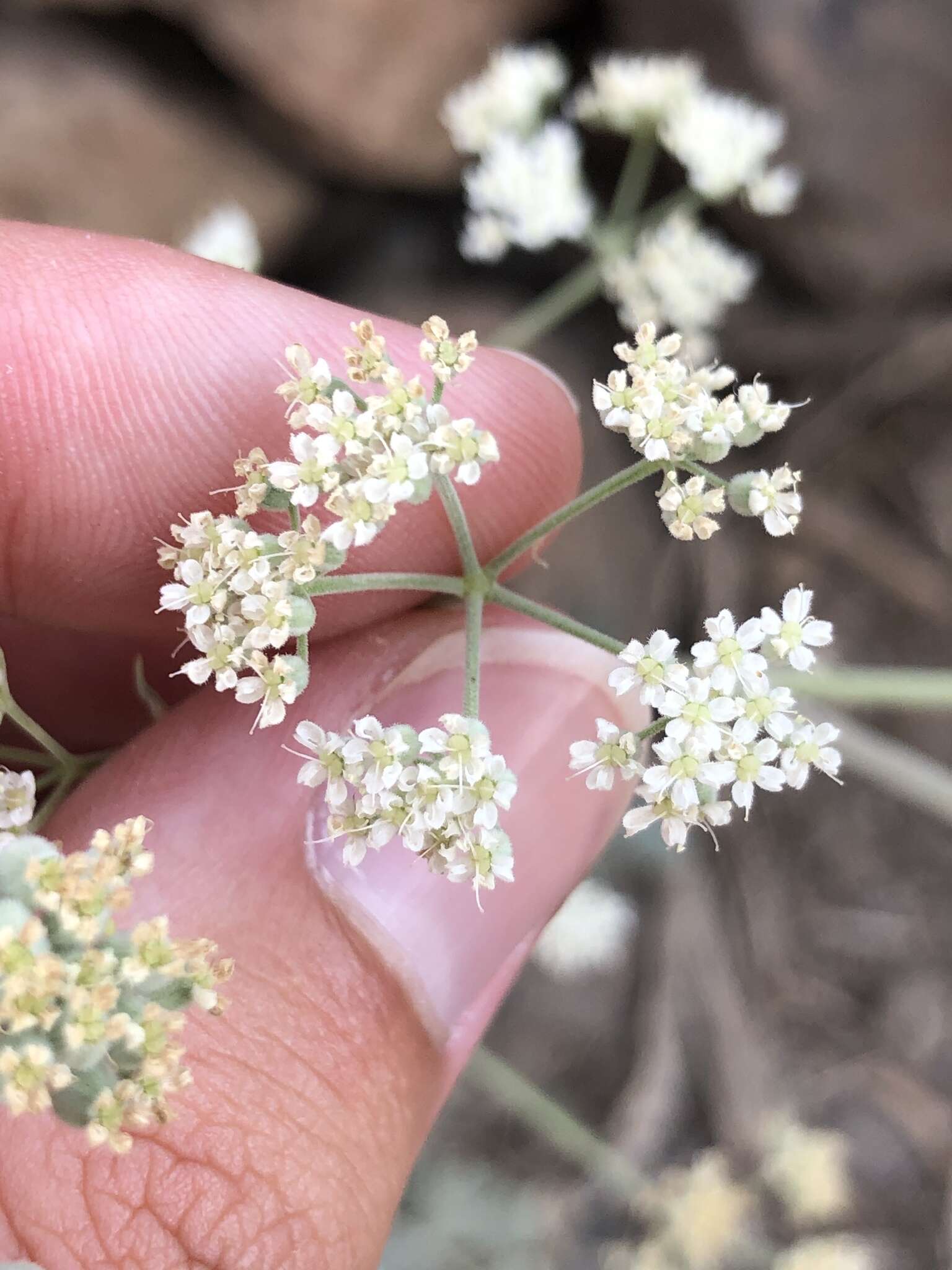 Image of Pimpinella cumbrae Link