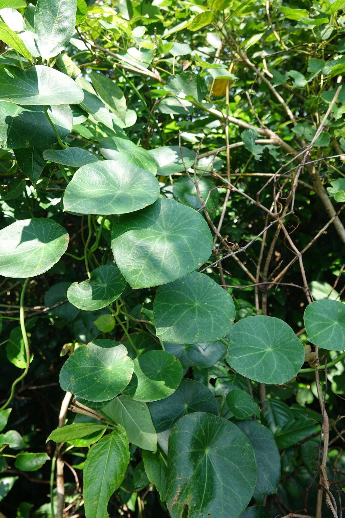 Image of Stephania corymbosa (Bl.) Walp.