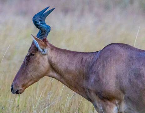 Imagem de Alcelaphus buselaphus cokii Günther 1884