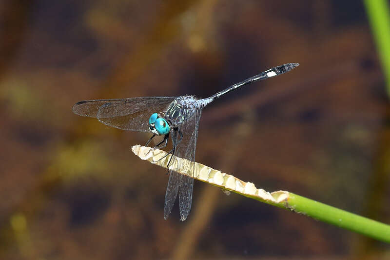 Image of Micrathyria catenata Calvert 1909