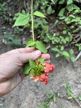 صورة Mussaenda elegans Schumach. & Thonn.