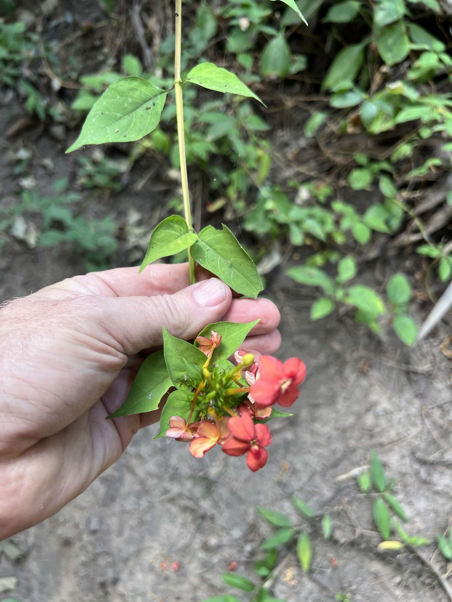 Image of Mussaenda elegans Schumach. & Thonn.