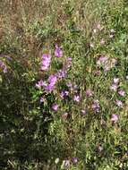 Plancia ëd Clarkia biloba (Dur.) A. Nels. & J. F. Macbr.