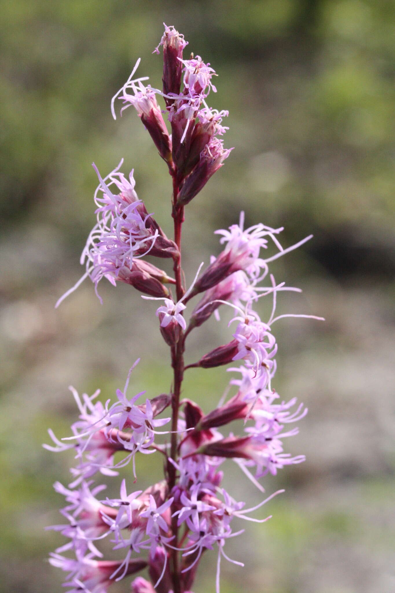 صورة Liatris tenuifolia Nutt.