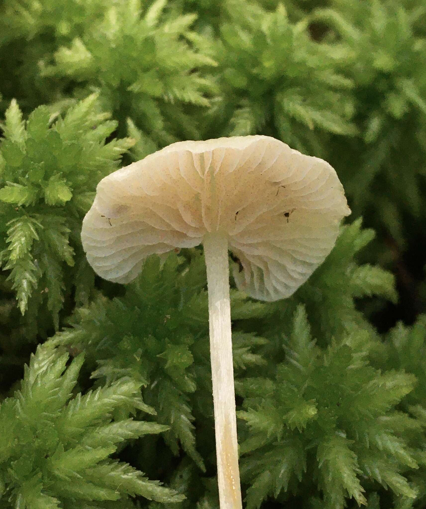 Image of Entoloma albinellum (Peck) Hesler 1967