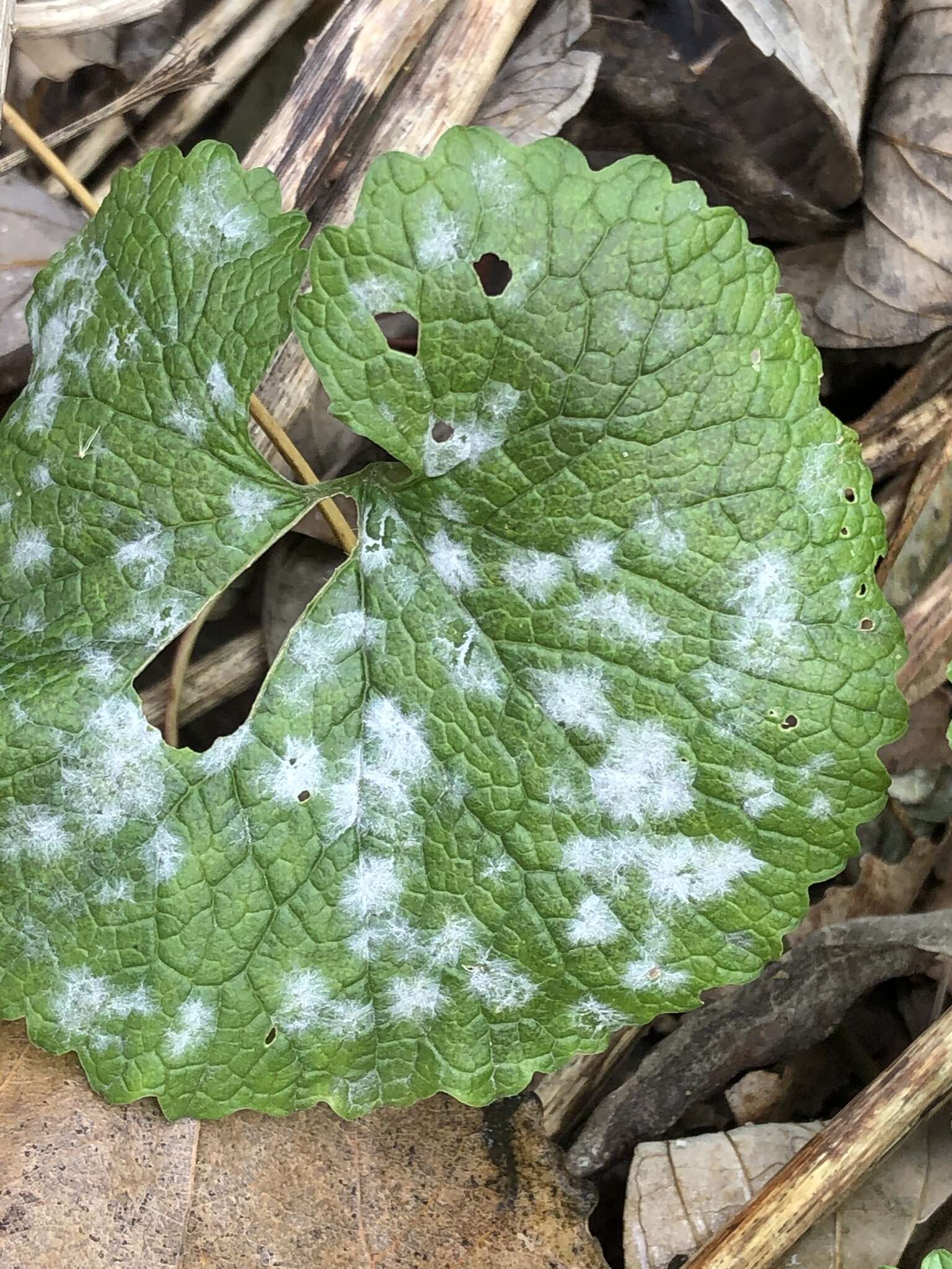 Image of Erysiphe cruciferarum Opiz ex L. Junell 1967