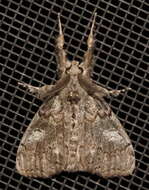 Image of Northern Pine Tussock Moth