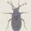 Image of <i>Euscopus indecorus</i>