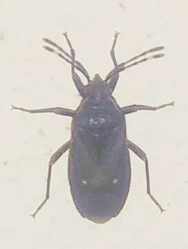 Image of <i>Euscopus indecorus</i>