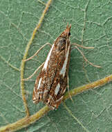 Image of Crambus heringiellus Herrich-Schäffer 1949