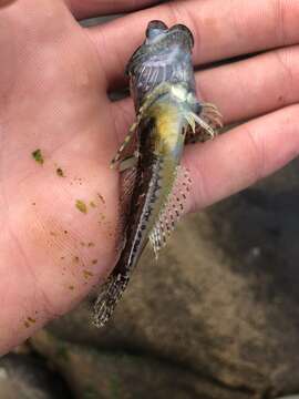 Image of Coralline sculpin