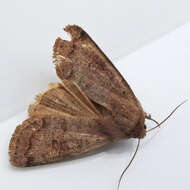 Imagem de Orthosia hibisci Guenée 1852