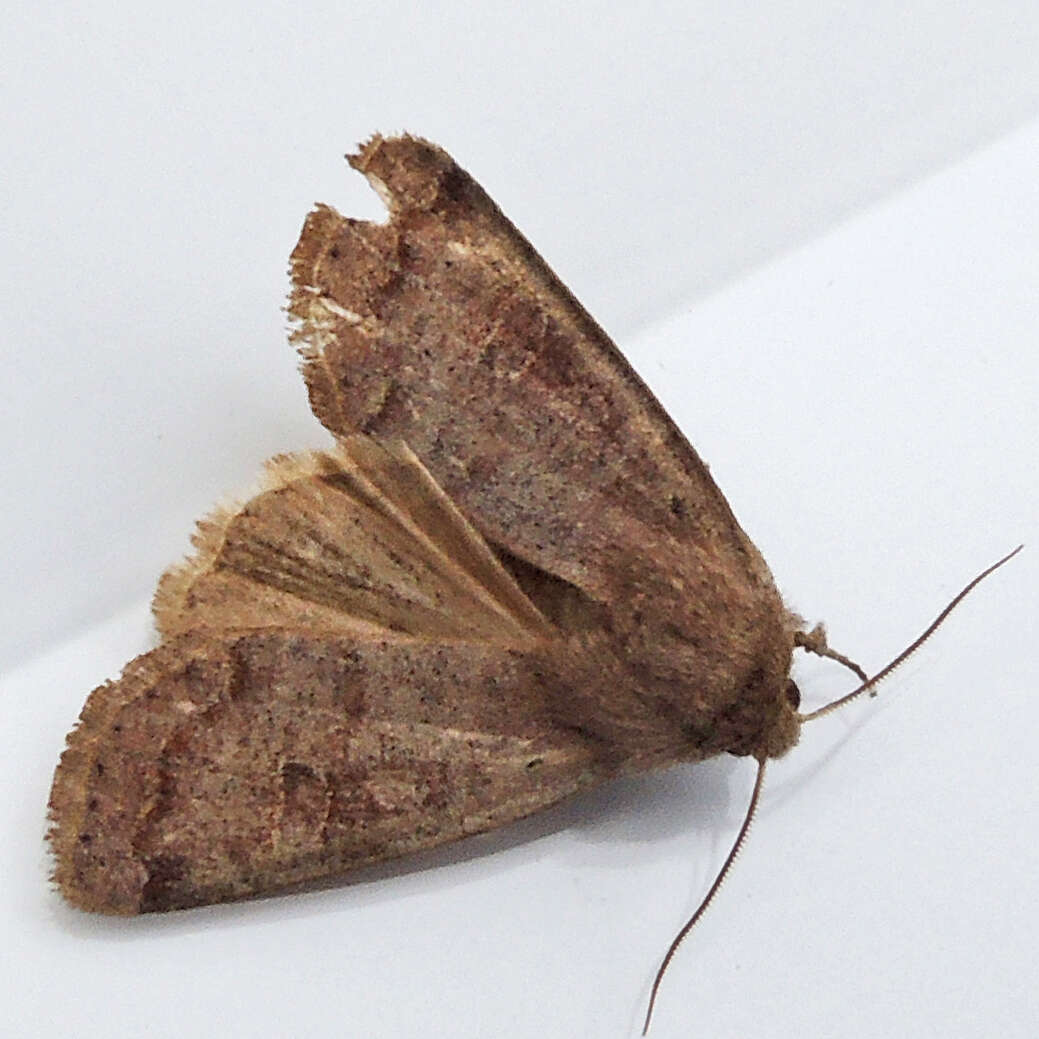 Imagem de Orthosia hibisci Guenée 1852