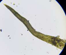 Image of trichostomum moss