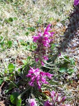 Imagem de Pedicularis hirsuta L.