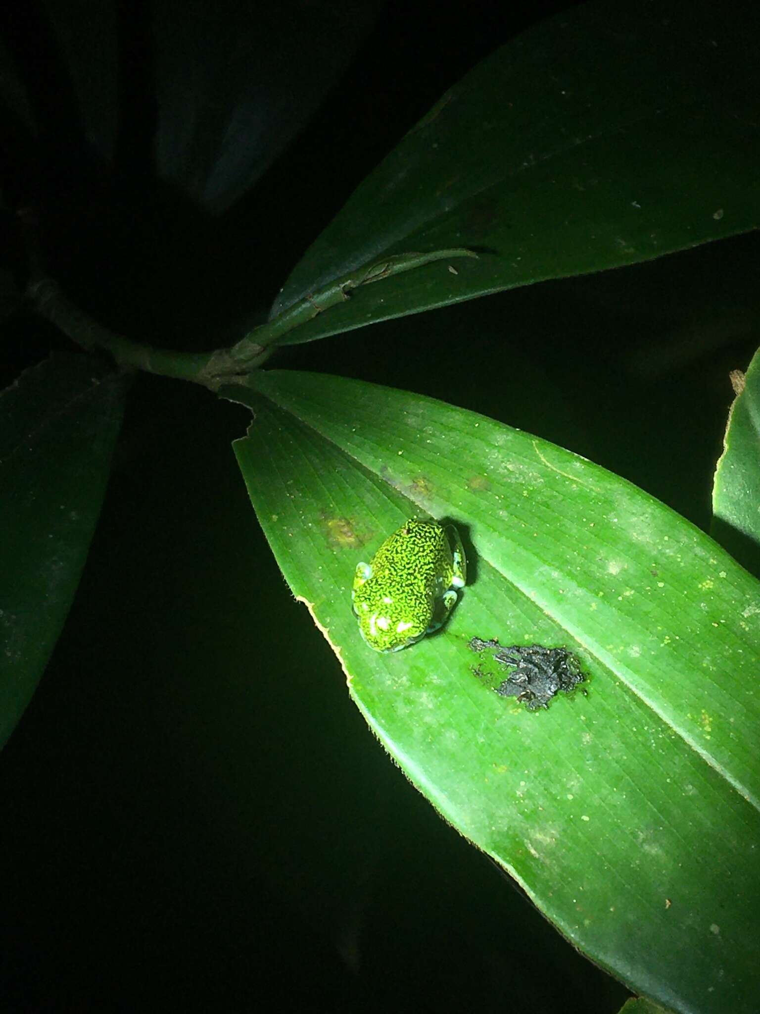 Image of Amani Forest Treefrog