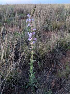 Image of Buckley's beardtongue