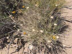 Image of Cooper's dogweed