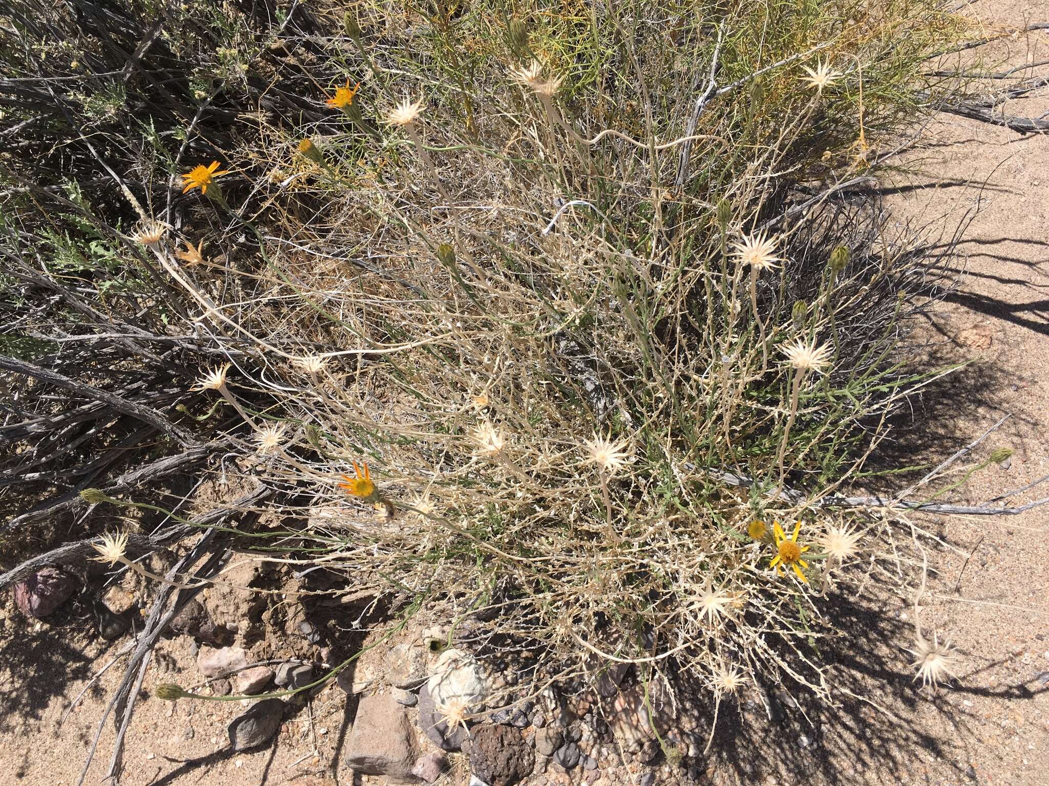 Image of Cooper's dogweed