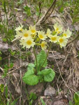 Image of Primula ruprechtii Kusnez. ex Lipsky