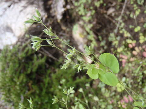 Image of Fendler's drymary