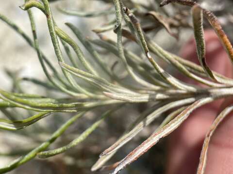 Image of spreading buckwheat