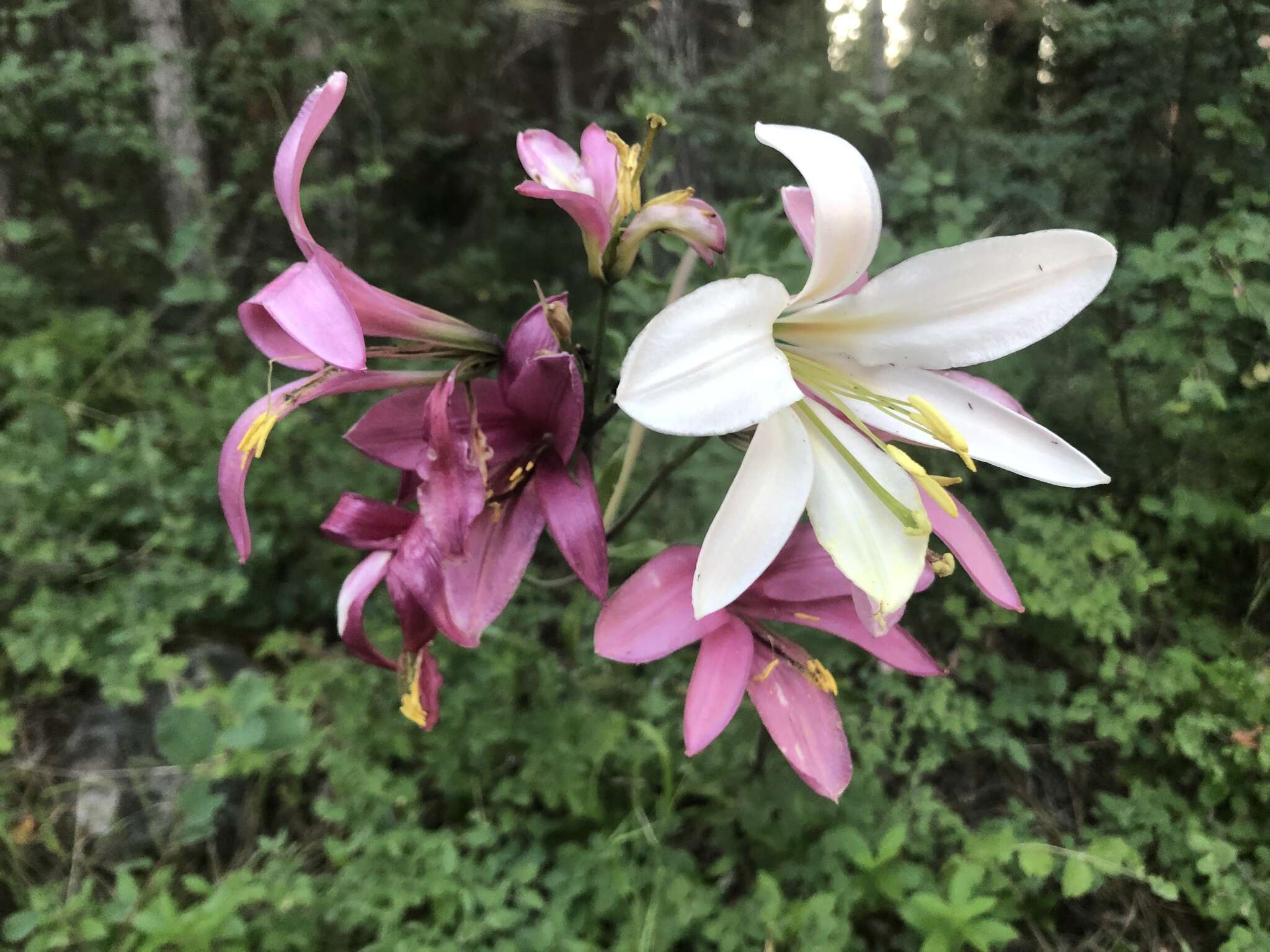 Image of Cascade lily