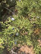 Imagem de Juniperus occidentalis Hook.