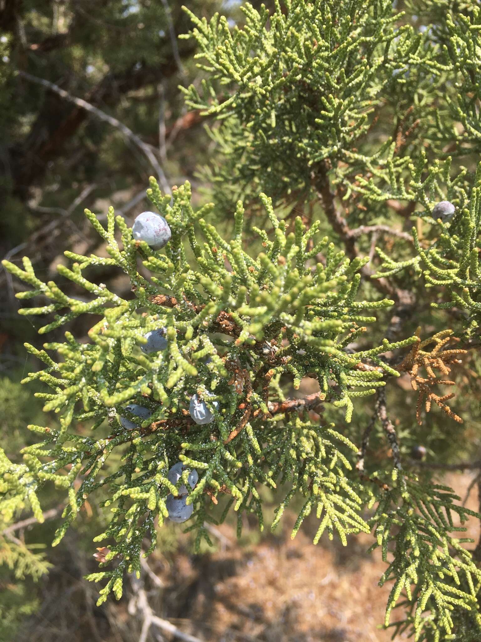 Imagem de Juniperus occidentalis Hook.